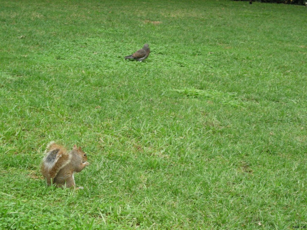 Esquirol