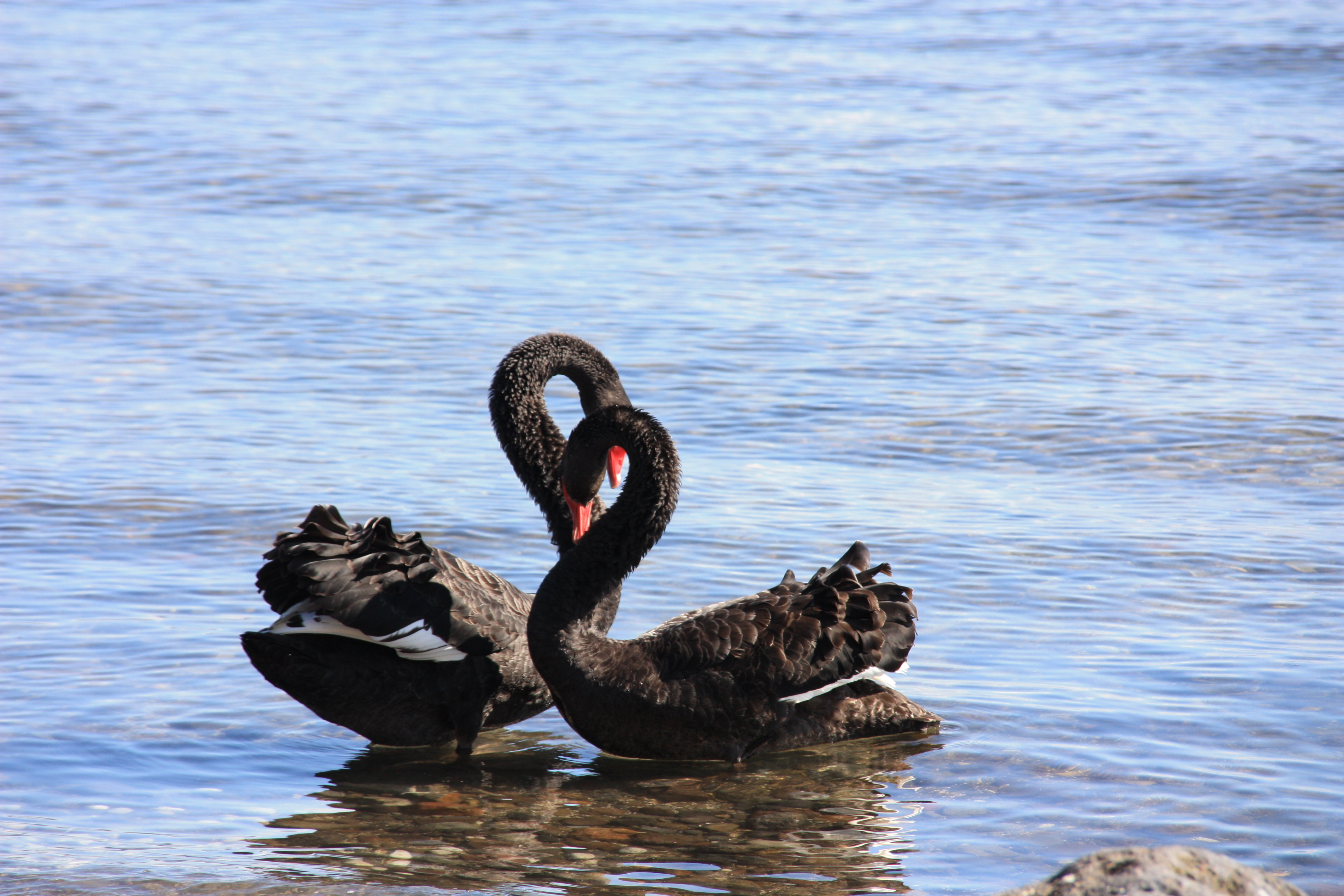 Cisnes al llac Taupo