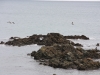 Pingüins a Coromandel