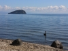 Cisnes al llac Taupo