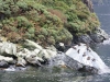 Foques a Milford Sound